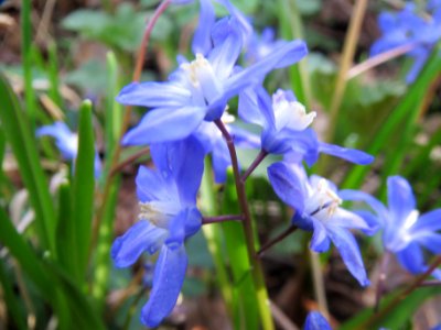20140319Scilla_luciliae05