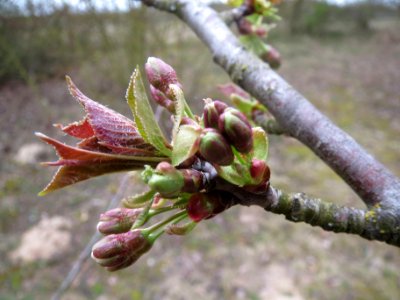20140315Kirsche_Hockenheim3