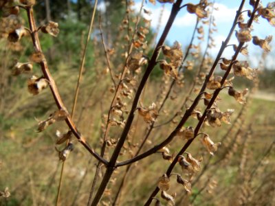 20140319Teucrium_scorodonia2
