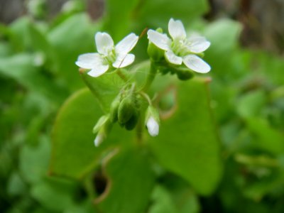 20140318Claytonia_perfoliata2