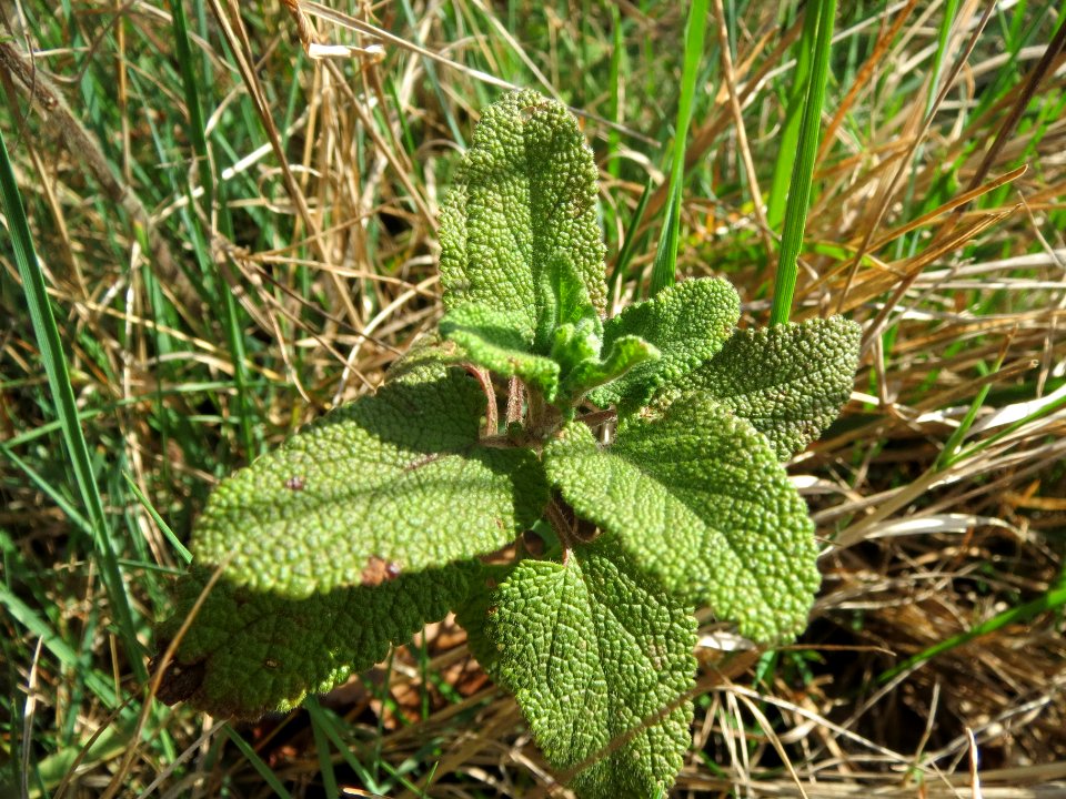 20140319Teucrium_scorodonia1