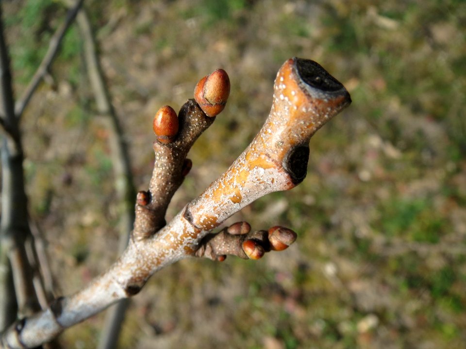 20140316Castanea_sativa1
