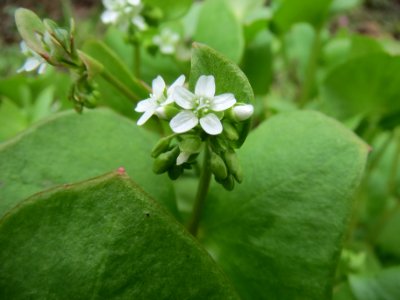 20140318Claytonia_perfoliata1