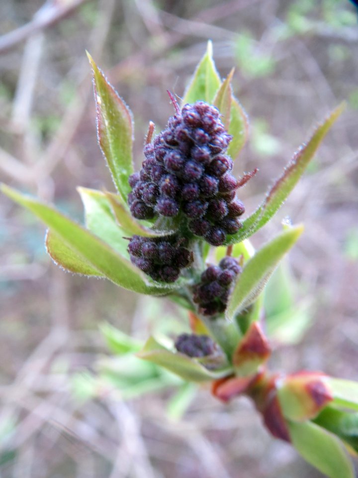 20140315Syringa_vulgaris2