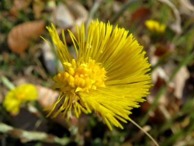 20140319Tussilago_farfara2