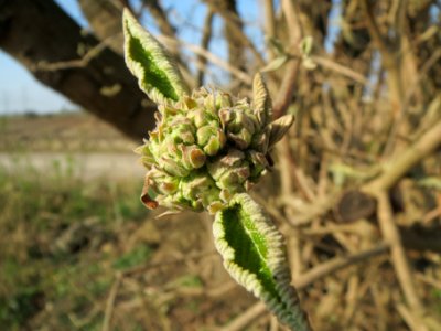 20140317Viburnum_lantana1