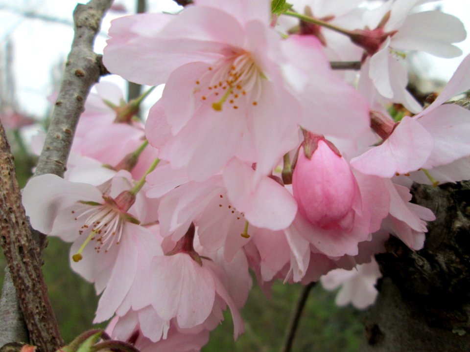 20140315Prunus_serrulata1