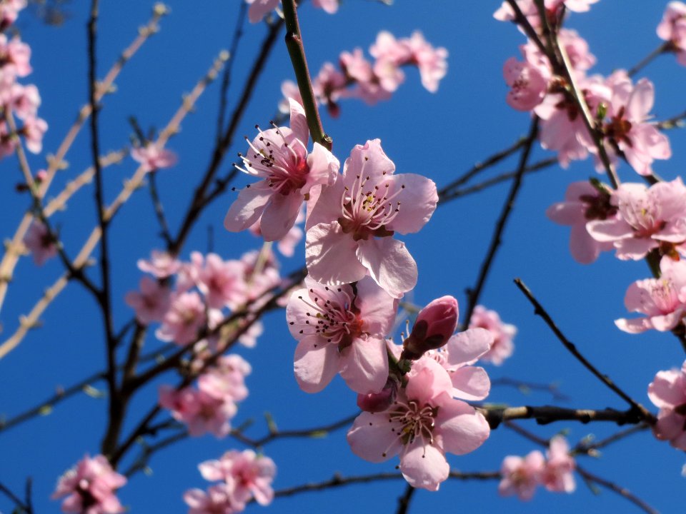 20140319Mandelbluete_Hockenheim