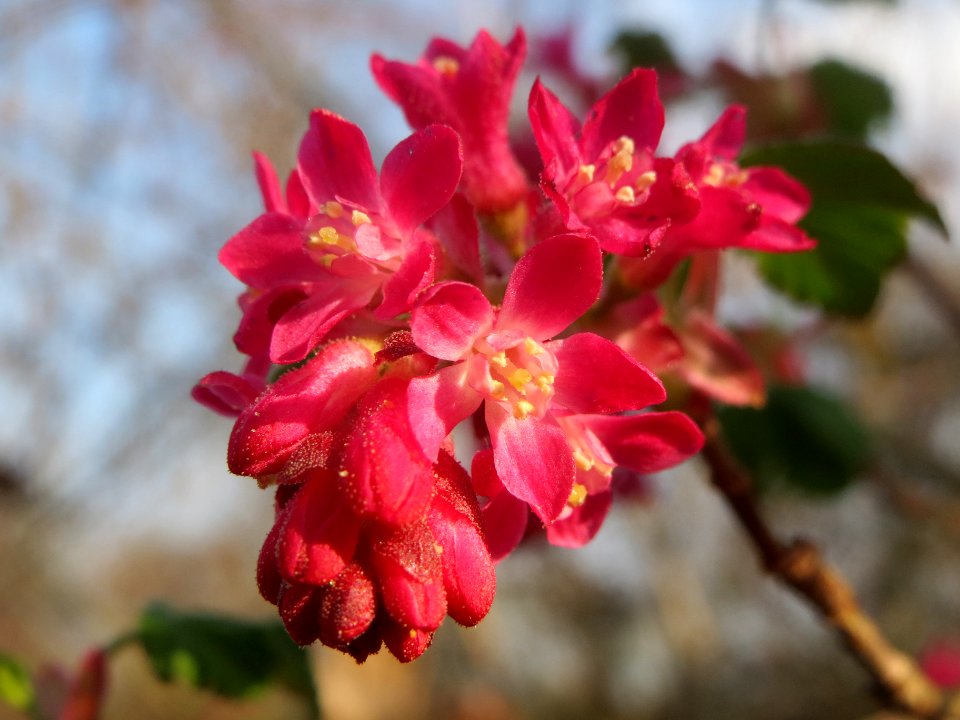 20140317Ribes_sanguineum3