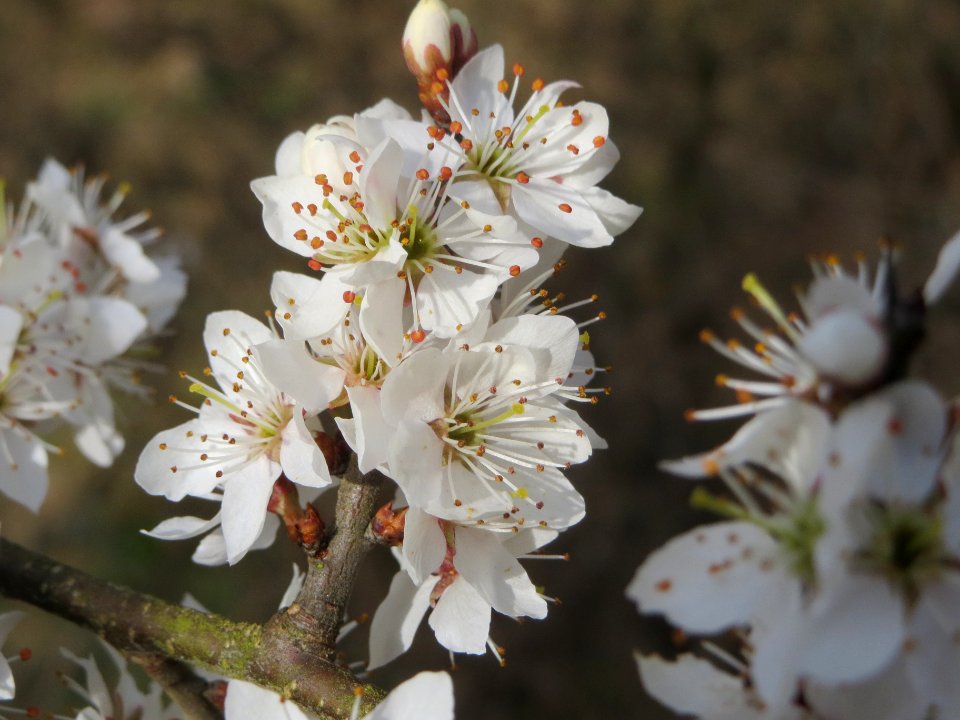 20140319Prunus_spinosa3