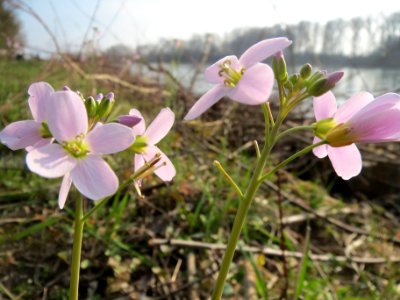 20140316Cardamine_pratensis08