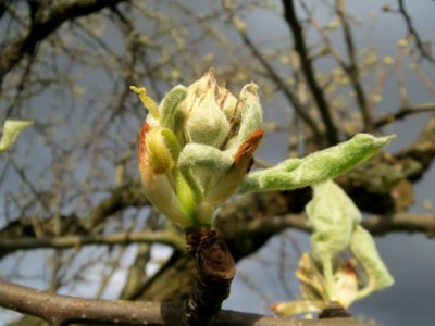 20140323Birne_Reilingen09