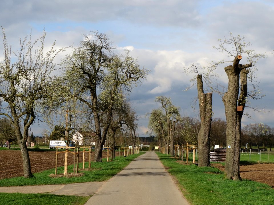 20140323Birne_Reilingen06