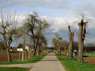 20140323Birne_Reilingen06