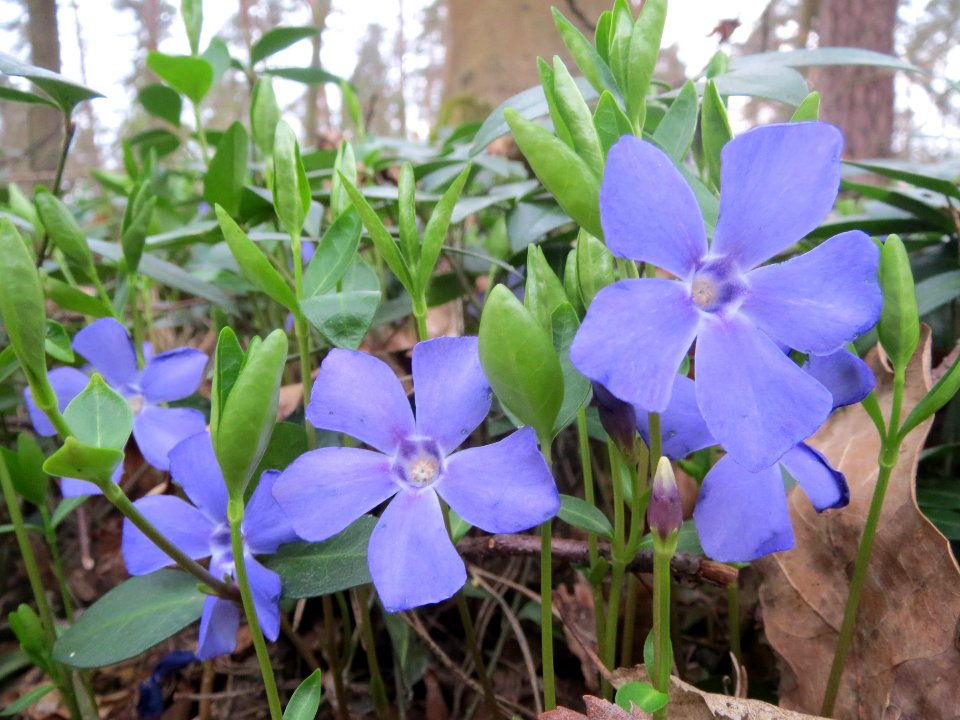 20140321Vinca_minor1