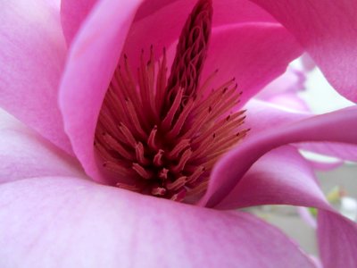 20140315Magnolie_Hockenheim2