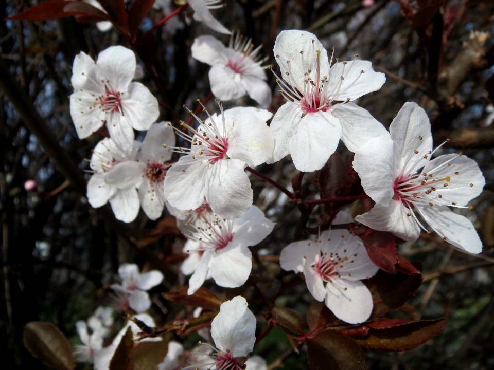 20140317Prunus_cerasifera_Hockenheim7