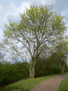 20140323Acer_platanoides1