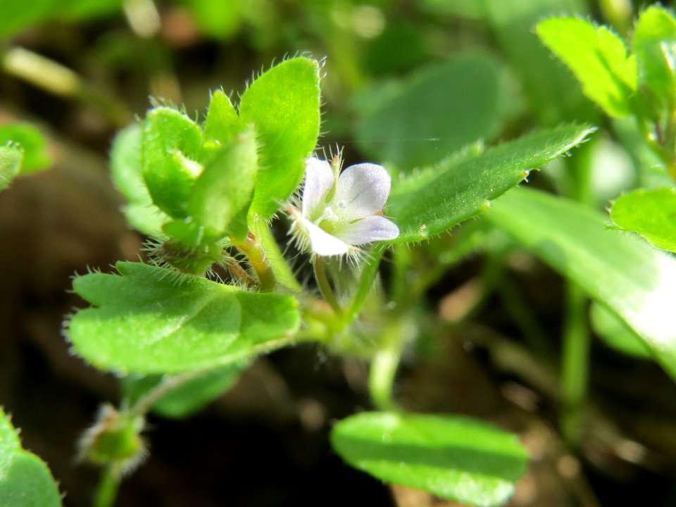 20140319Veronica_hederifolia2