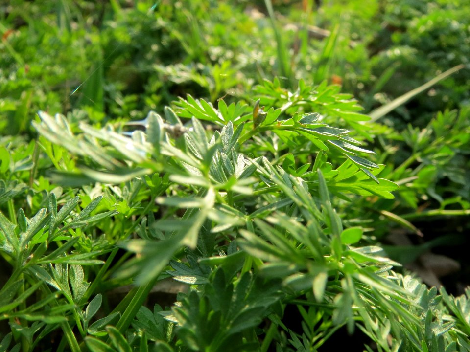 20140317Anthriscus_sylvestris3