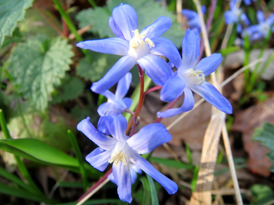 20140319Scilla_luciliae02