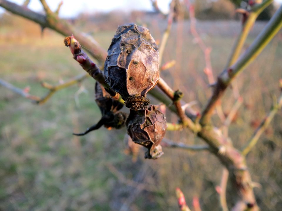 20140316Rosa_rubiginosa3