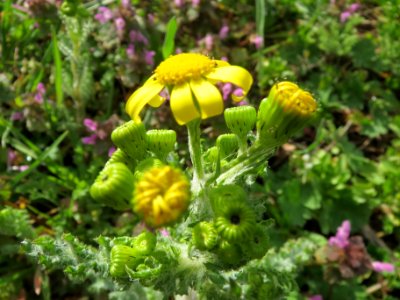 20140323Senecio_vernalis1