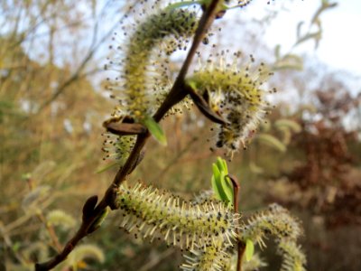 20140319Salix_caprea3