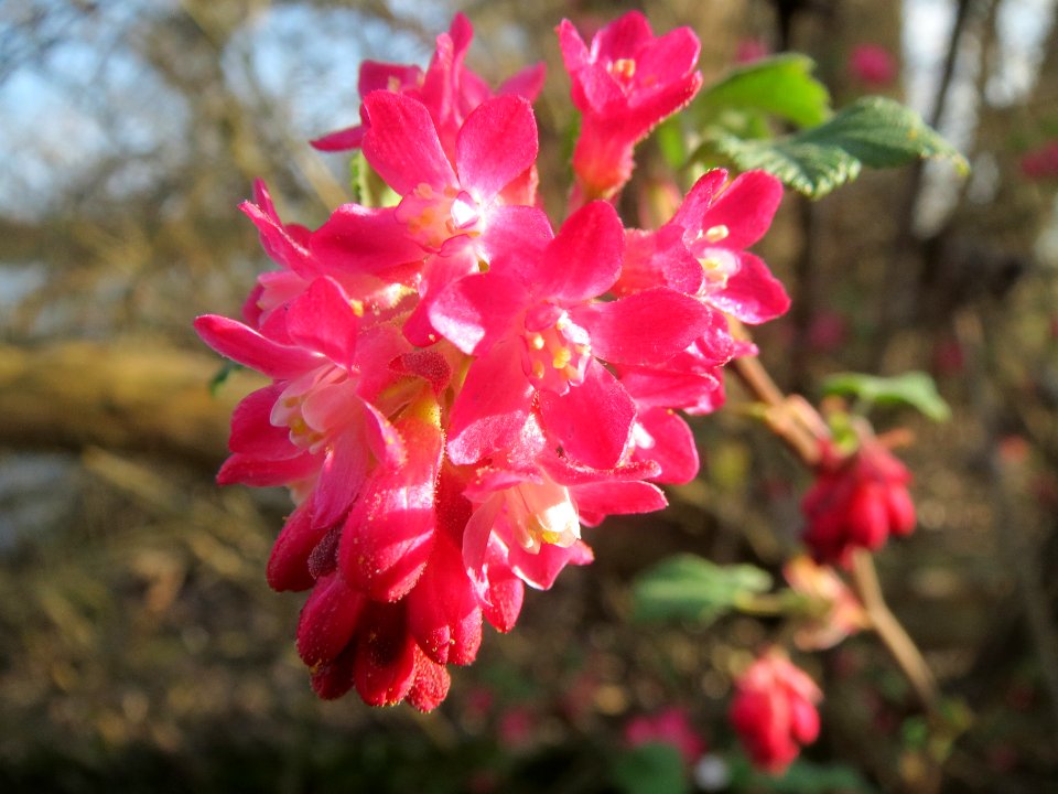 20140317Ribes_sanguineum1