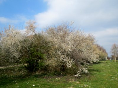 20140316Prunus_cerasifera_Hockenheim1
