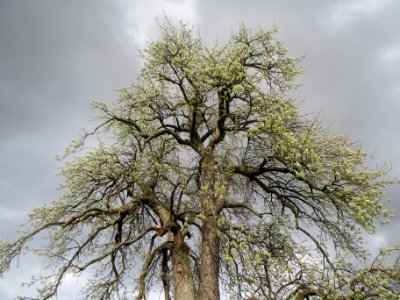 20140323Birne_Reilingen08