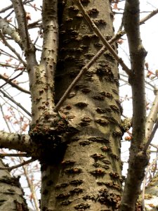 20140319Prunus_serrulata6