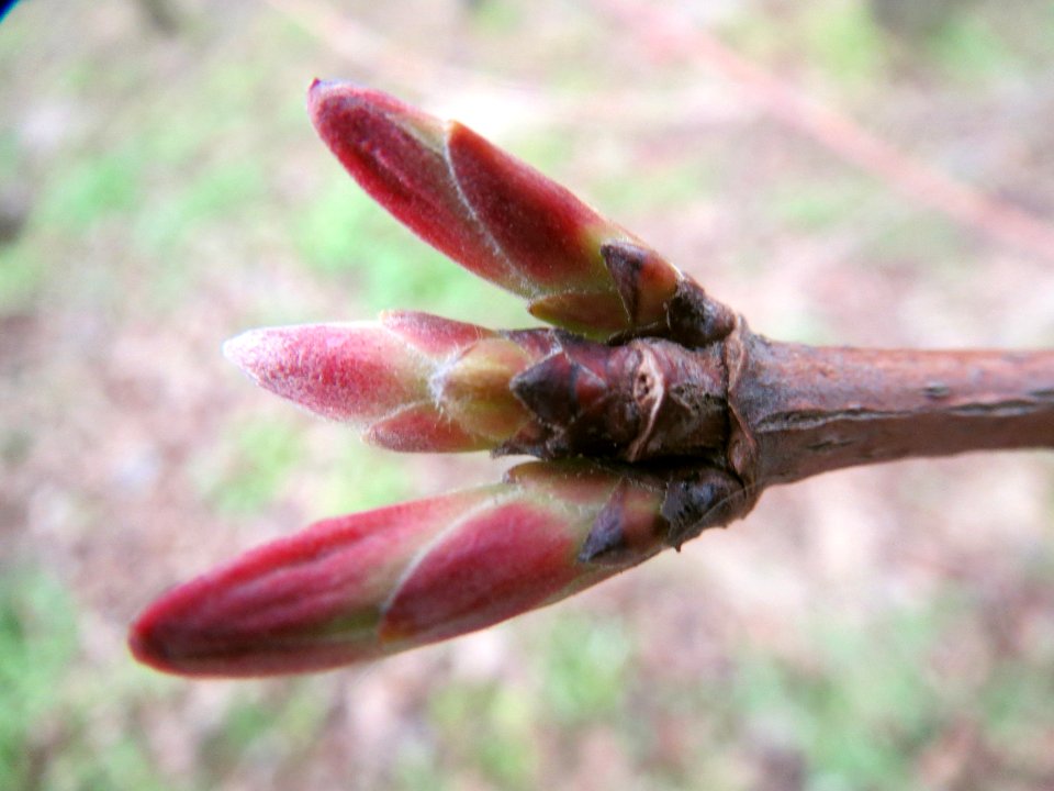 20140318Acer_campestre1
