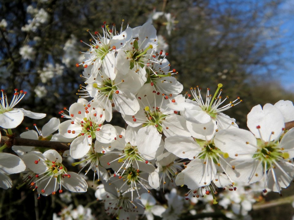 20140316Prunus_spinosa8