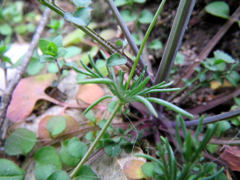 20140321Spergula_morisonii4