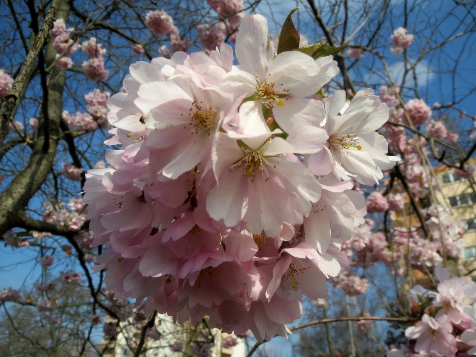 20140317Prunus_serrulata3