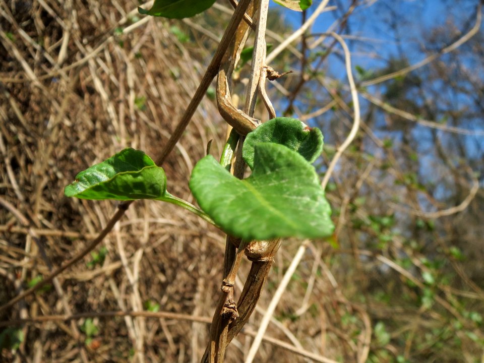 20140319Fallopia_baldschuanica