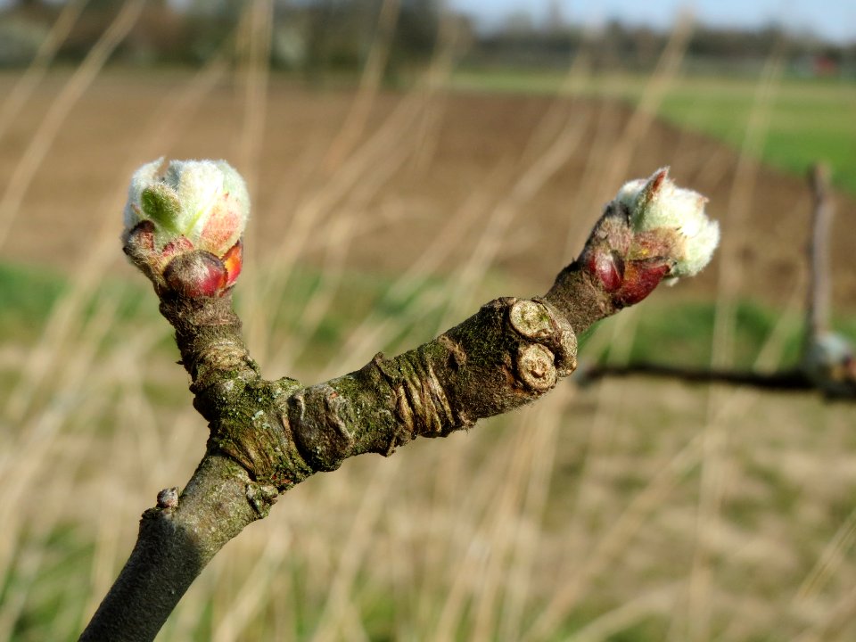 20140317Birne_Hockenheim4