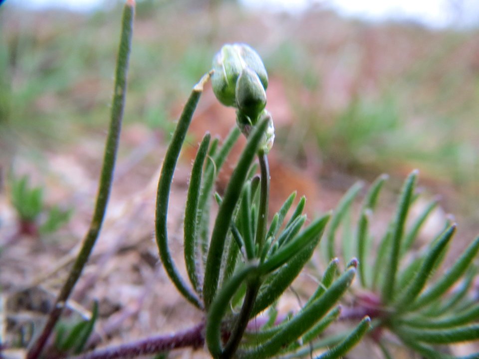 20140321Spergula_morisonii1