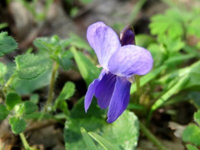 20140316Viola_odorata4