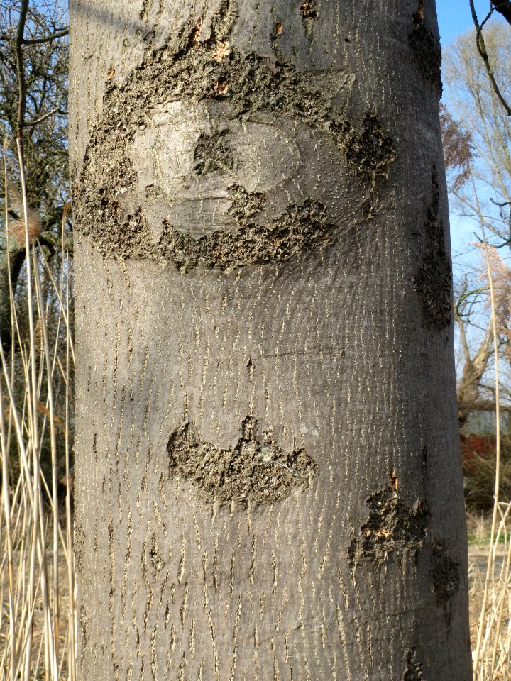 20140317Fraxinus_excelsior3