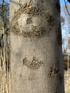 20140317Fraxinus_excelsior3