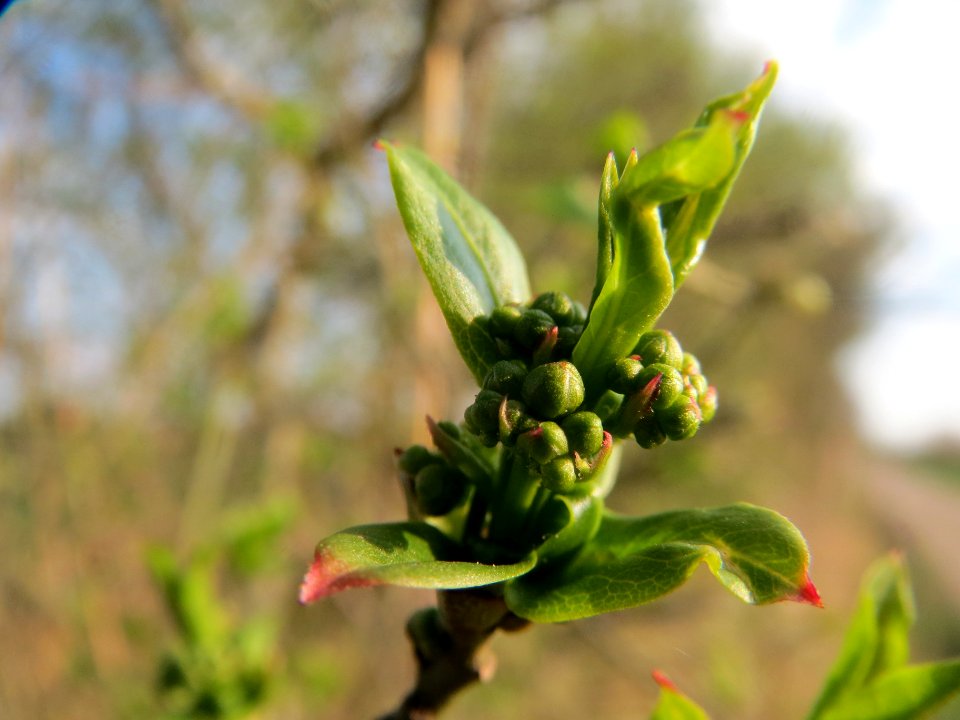 20140317Euonymus_europaeus2