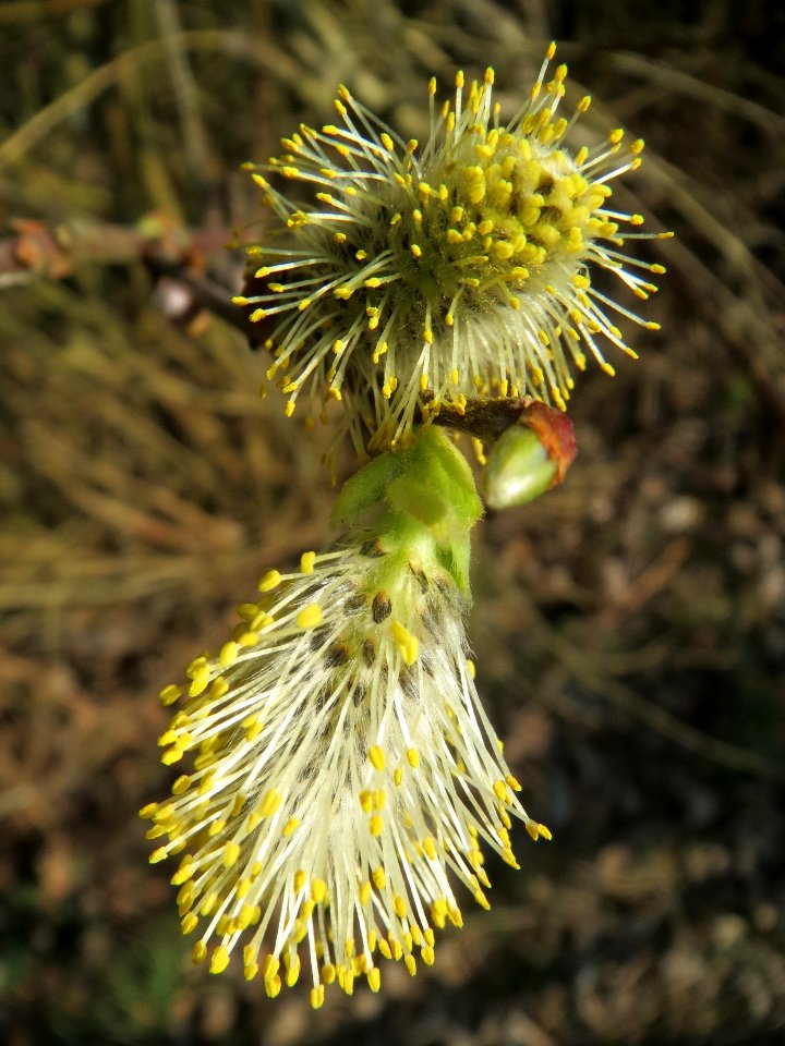 20140316Salix_caprea2