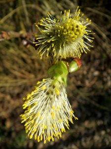 20140316Salix_caprea2