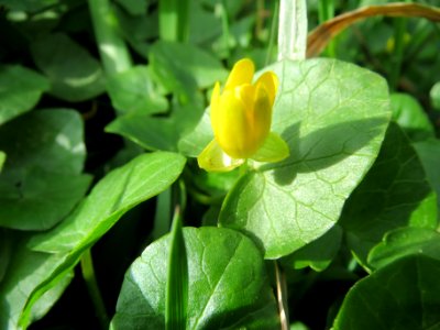 20140323Ficaria_verna