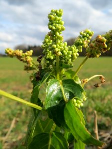 20140227Mercurialis_annua_Altlussheim2