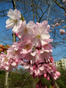 20140317Prunus_serrulata2