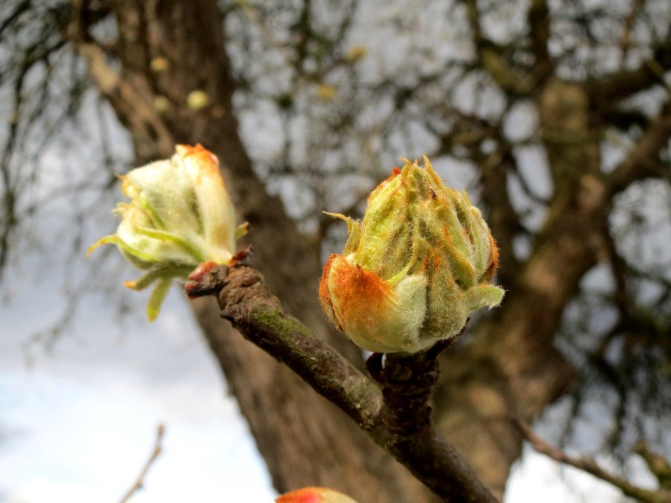 20140323Birne_Reilingen04