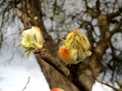 20140323Birne_Reilingen04